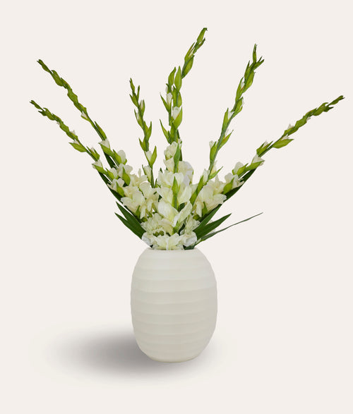 White Gladiolas Spray - Large